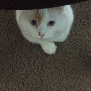 Meet your Posher, Victoria